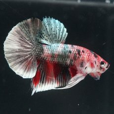 画像5: HMPK　キャンディカッパー (5)