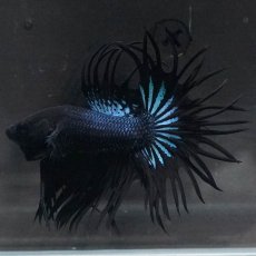 画像1: KCT　ブラックオーキッド (1)