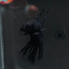 画像12: KCT　ブラックオーキッド (12)