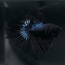 画像11: KCT　ブラックオーキッド (11)