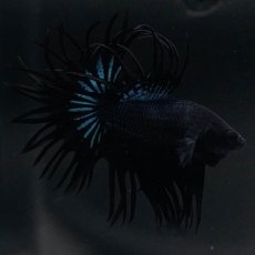 画像2: KCT　ブラックオーキッド (2)