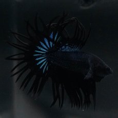 画像6: KCT　ブラックオーキッド (6)