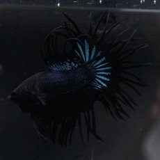 画像10: KCT　ブラックオーキッド (10)