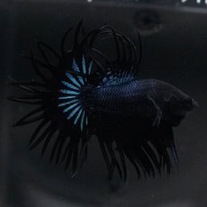 画像9: KCT　ブラックオーキッド (9)