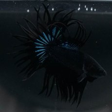 画像8: KCT　ブラックオーキッド (8)