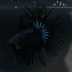 画像7: KCT　ブラックオーキッド (7)