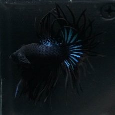 画像5: KCT　ブラックオーキッド (5)