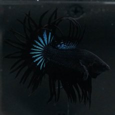 画像4: KCT　ブラックオーキッド (4)