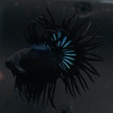 画像3: KCT　ブラックオーキッド (3)