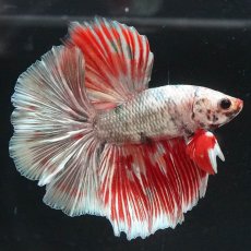 画像7: HM　ホワイトカッパー　変わり柄 (7)