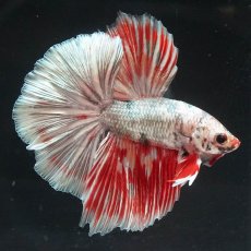 画像5: HM　ホワイトカッパー　変わり柄 (5)