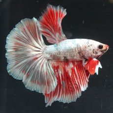 画像3: HM　ホワイトカッパー　変わり柄 (3)