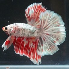 画像2: HM　ホワイトカッパー　変わり柄 (2)