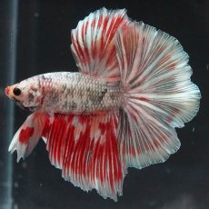 画像4: HM　ホワイトカッパー　変わり柄 (4)