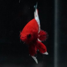 画像9: HMPK　ヘルボーイ (9)