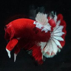 画像3: HMPK　ヘルボーイ (3)