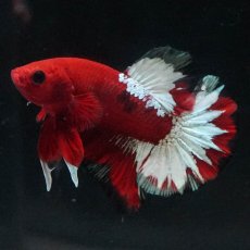 画像5: HMPK　ヘルボーイ (5)