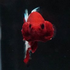 画像7: HMPK　ヘルボーイ (7)