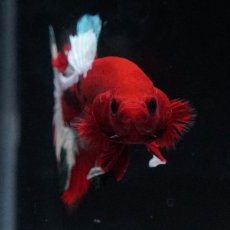 画像4: HMPK　ヘルボーイ (4)