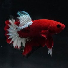 画像6: HMPK　ヘルボーイ (6)