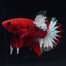 画像1: HMPK　ヘルボーイ (1)