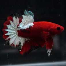 画像2: HMPK　ヘルボーイ (2)