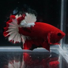 画像8: HMPK　ヘルボーイ (8)