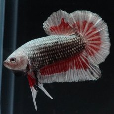 画像11: HMPK　レッドカッパー　変わり柄 (11)