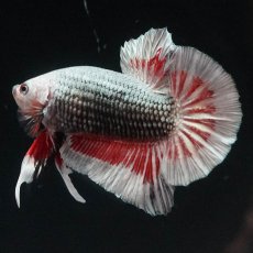 画像10: HMPK　レッドカッパー　変わり柄 (10)