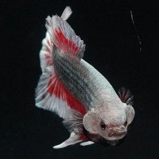 画像9: HMPK　レッドカッパー　変わり柄 (9)