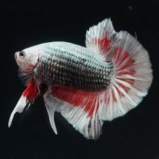 画像8: HMPK　レッドカッパー　変わり柄 (8)