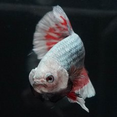 画像6: HMPK　レッドカッパー　変わり柄 (6)