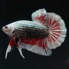 画像7: HMPK　レッドカッパー　変わり柄 (7)