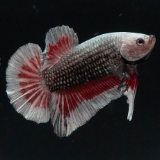 画像5: HMPK　レッドカッパー　変わり柄 (5)