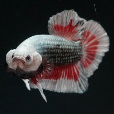 画像3: HMPK　レッドカッパー　変わり柄 (3)