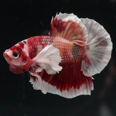 画像1: HMPKダンボ　ニモ (1)