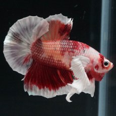 画像9: HMPKダンボ　ニモ (9)