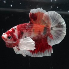 画像8: HMPKダンボ　ニモ (8)