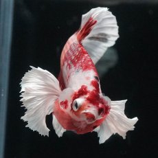 画像3: HMPKダンボ　ニモ (3)