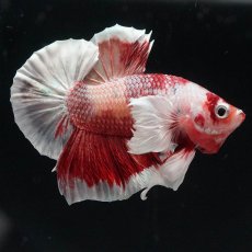 画像7: HMPKダンボ　ニモ (7)