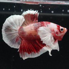 画像4: HMPKダンボ　ニモ (4)