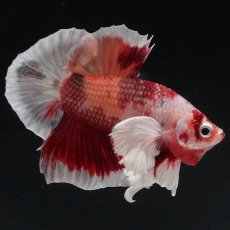 画像2: HMPKダンボ　ニモ (2)