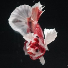 画像6: HMPKダンボ　ニモ (6)