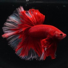 画像7: HM　レッドバタフライ　ローズテール (7)