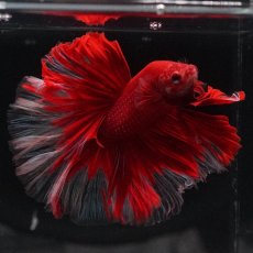 画像6: HM　レッドバタフライ　ローズテール (6)