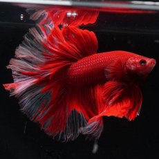 画像4: HM　レッドバタフライ　ローズテール (4)