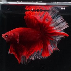 画像5: HM　レッドバタフライ　ローズテール (5)