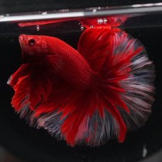 画像3: HM　レッドバタフライ　ローズテール (3)