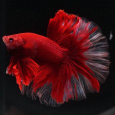 画像1: HM　レッドバタフライ　ローズテール (1)