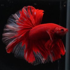 画像2: HM　レッドバタフライ　ローズテール (2)